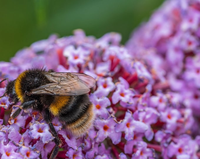 Bumblebee on Purple Flower – Instant Download Nature Photo | Pollinator Wall Art, Garden Decor, Fine Art Print, Bee Lover Gift For Her