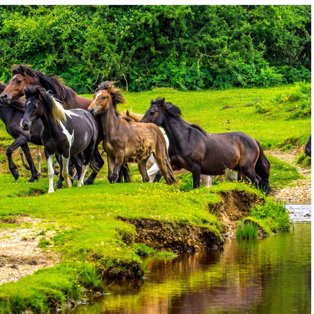 Stream Ponies Photo Herd New Forest Ponies Running Across Stream Download - Etsy