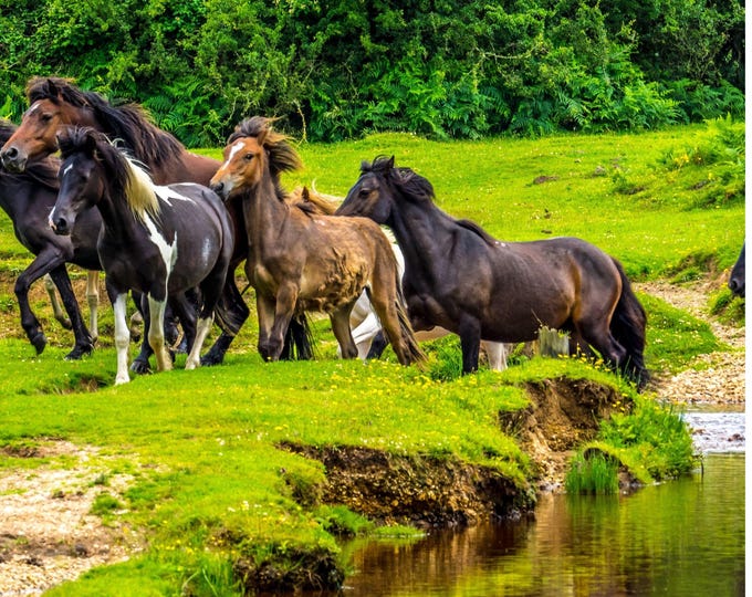 Wild Horses Charging River Photo | English Landscape Print | Instant Download | Powerful Nature Wall Art | Horse Lover Gift| High Res