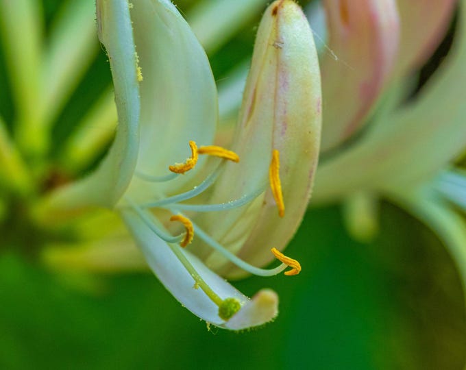 Fragrant Honeysuckle Photo – Summer Country Boho Cottage Wall Art Instant Download- for her - High Res Fine Art Print For Her, Flower Lover