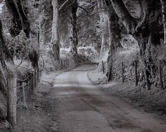 Dartmoor Landscape Photography: Black and White Oak Tree Road (Digital Download)