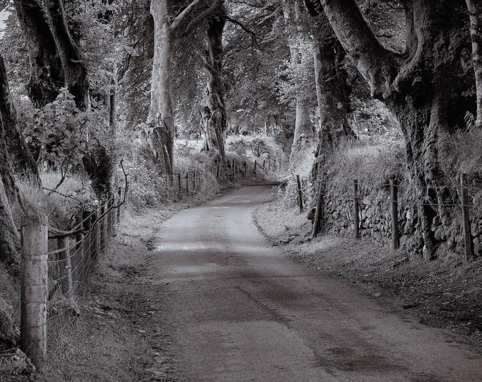 Ancient Oak and  Stone Walls Photo Download ,Dartmoor National Park, Devon Landscape, Black and White Fine Art, Country Lover Gift