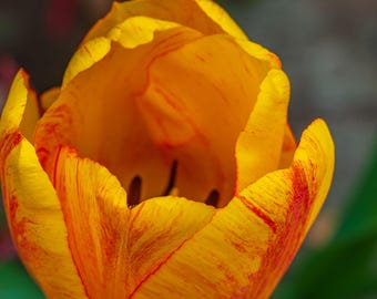 Orange Tulip Macro Photography Print: Floral Wall Art (Digital Download)