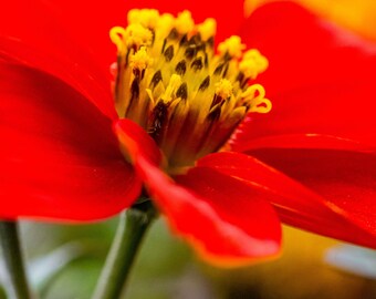 Red Dahlia Flower Photo Print: Bold Botanical Wall Art (Digital Download
