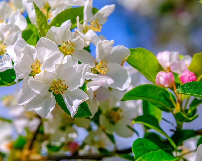 Spring White Apple Blossom Photo | Instant Download | Floral Wall Art | Digital Nature Print | High-Res Botanical Decor, Gift for Her