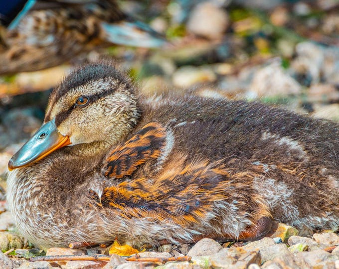 Cute Baby Duckling Photo Print | Gosling Close-Up Wall Art | Animal Photography | Instant Download | Nursery or Nature Decor, High Res