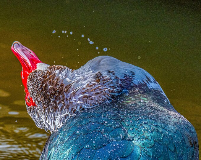 Duck with Red Beak - Shaking Water Drops | Exe Estuary Devon Photo | Instant Download| Bird lover gift art| wall art for her,