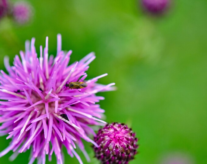 Photo Download Macro Purple Field Thistle
