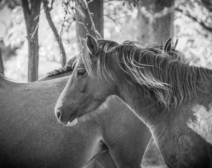 New Forest Ponies Running, black and white Photo, Light and Shade Landscape, Digital Download