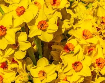 Golden Daffodils Photo Print: Boho Cottagecore Wall Art (Digital Download)