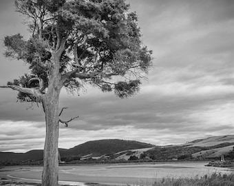 New Zealand Pine Tree Lake Photo: Black and White Nature Print (Instant Download)