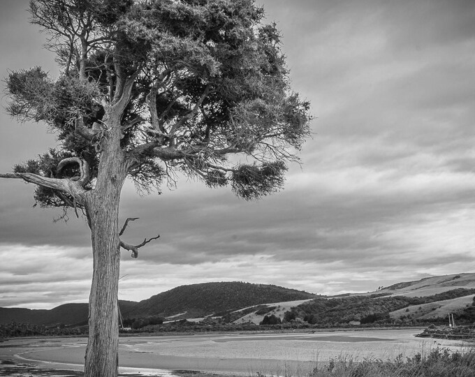 Black and White Photo Download Pine Tree and Lake Photo - Nature Print New Zealand,  Traveller Gift Decor Boho Cottagecore High Res
