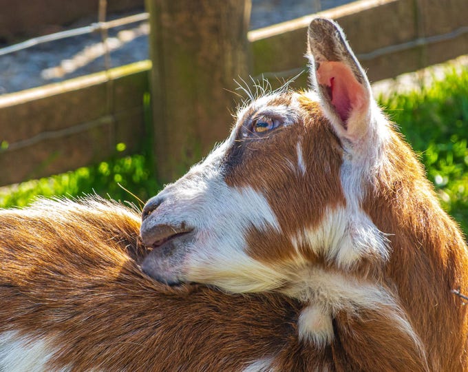 Brown and White Goat Photo – Farm Animal Wall Art Print | Country Boho High-Res Instant Download, High Res Fine Art Decor