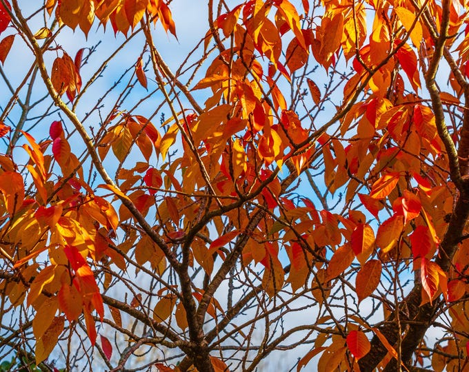 Autumn Gold Leaves Photo - Yellow & Orange Foliage Against Blue Sky - Instant Download, Boho Wall Decor, Nature Lover Gift