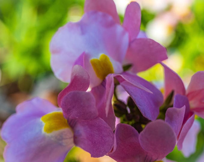 Macro Purple Namensia Flower Photo Download, Garden Lover Gift Wall Art Print, Flower Decor High Res Fine Art Wall Decor