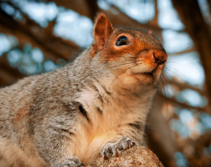 Instant Download Photo Cute Squirrel Devon, Animal Lover Fine Art High Res Gift, Squirrel decor Boho Cottage core Print