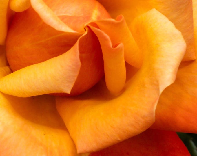 Stunning Dazzling Orange Rose Photo Download | High-Res Floral Wall Art | Romantic Flower Gift for Her | Printable Home Decor