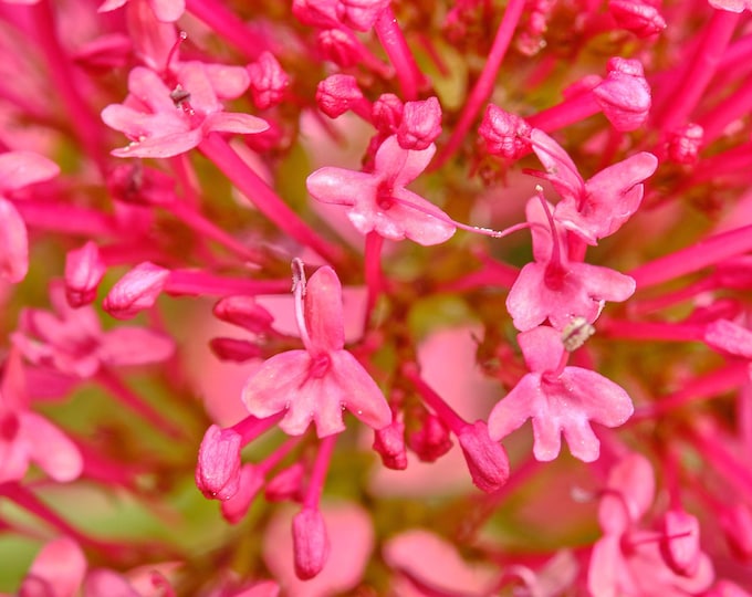 Stunning Pink Valerian Flower Photo Download – Macro Fine Art Print, Boho Wall Decor Gift for Flower Lovers, Gift for Her