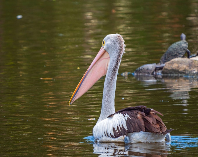 Photo Instant download Stunning Pelican perfect gift worthy print Bird lover, Aussie Lake Ideal Gift for Nature lover, High Res Fine Art