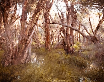 Australian Rainforest Photo: Lush Green Nature Print (Digital Download)