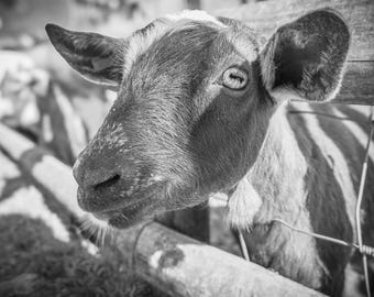 Baby Goat Photo Print: Black and White Farm Animal Portrait (Digital Download)