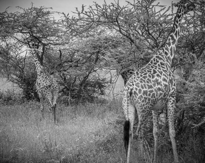 Black and White Giraffe Photo - Serengeti Tanzania Wildlife Print - Instant Download"