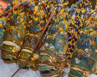 Colorful Lobsters Display, Thai Restaurant Seafood Photo, Digital Download