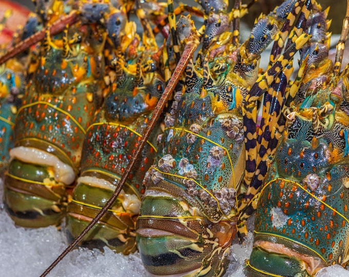 Colorful Lobsters Display, Thai Restaurant Seafood Photo, Digital Download
