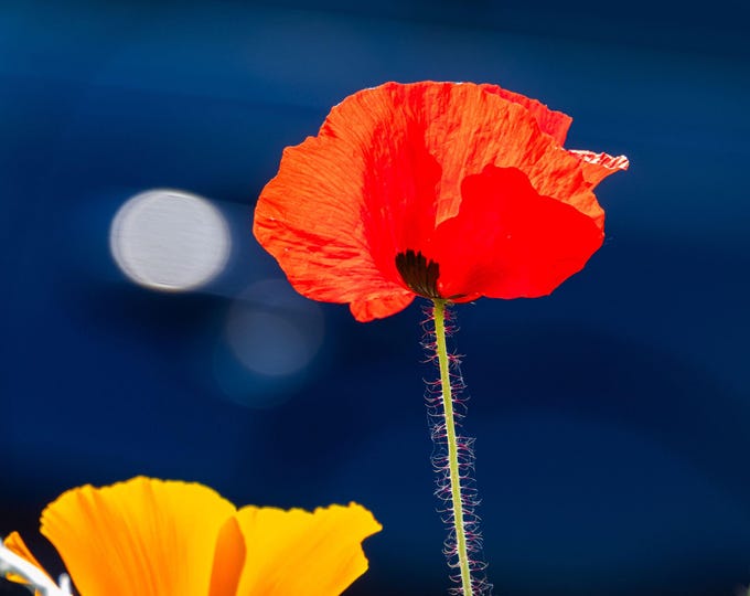 Red & Yellow Poppy Photo – Bright Floral Wall Art | Instant Download Fine Art Print, Cottagecore Boho Decor, Garden Flower Gift