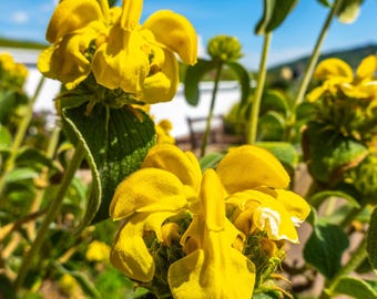 Jerusalem Sage Flower Photo: English Garden Botanical Print