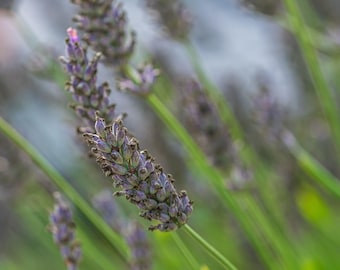 Lavender Bush Photo Print: Purple Floral Wall Art (Digital Download