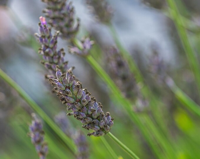 Lavender Bush Photo - Purple Flowers - Instant Download Floral Print