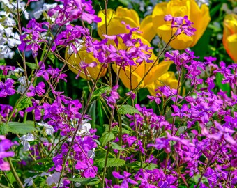 UK Summer Garden Flower Photo: Yellow & Purple Blooms (Digital Download)