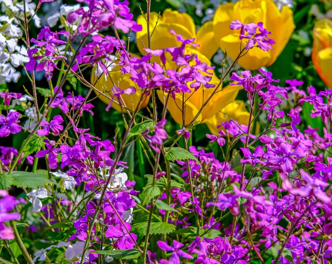 Colorful Summer Flowers Photo Download, Yellow and Purple UK Wall Art, Gift for Flower Lovers, Gift for Her, Cottagecore Boho Print Decor