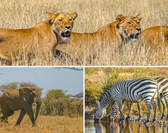 African Animals Collage | Lion, Zebra & Elephant Photo Downloads |  Wildlife Photography