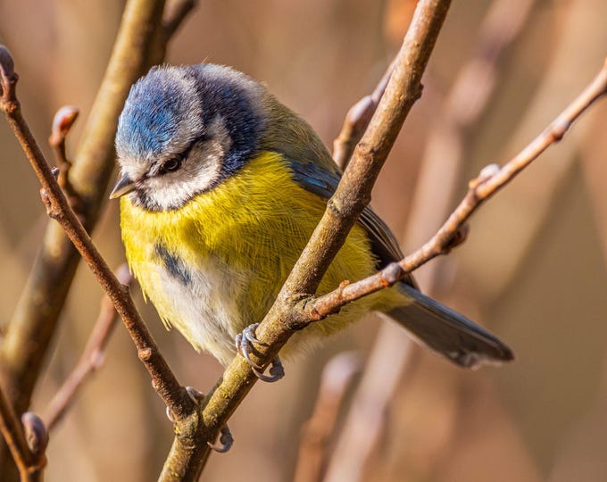Blue Tit Photo Download, UK Fine Art, Bird Lover Gift & Countryside Boho Wall Decor