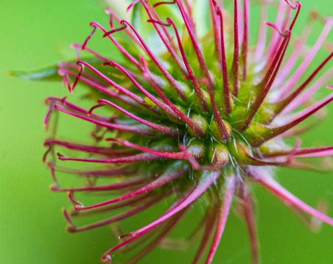 Wood Avens Close-Up Photo Download, Rural Fine Art Wall Decor, Gift for Nature Lovers