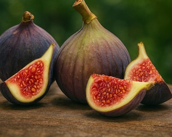 100 Texas Blue Giant Fig Seeds: Fruit Tree, Strong Growing