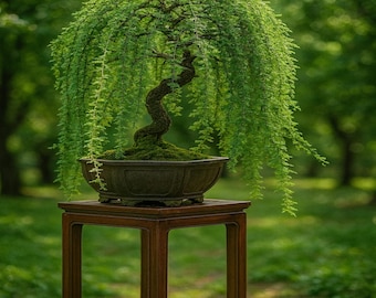 Green Weeping Willow Bonsai Cutting:Thick Trunk, Fast Growing