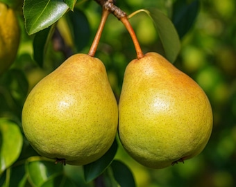 20 European Pear Tree Seeds: Pyrus communis, Hardy Fruit Tree, Fast Growing