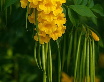 2 Tecoma Stans Starter Live Plants: Yellow Elder Esperanza, 7–10 Inch, Pollinator Friendly Shrub