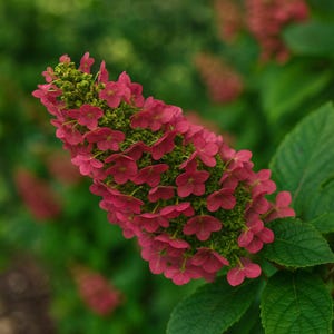 May include: Close-up of a hydrangea flower with small, deep pink blooms clustered around a central, green, cone-shaped structure. The flower is set against a blurred background of green foliage, creating a natural and vibrant image.