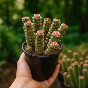 Red Pagoda Succulent: Live Crassula Plant in 2" Pot