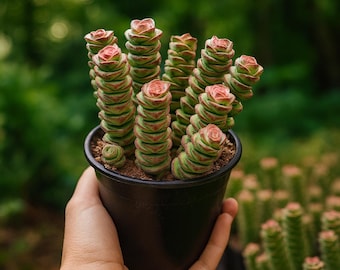 succulent crassula Crassula 'Springtime' main image 1