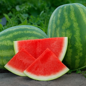 May include: A close-up of ripe watermelons. Two whole watermelons with green and dark green striped rinds are next to three watermelon slices. The slices have bright red flesh and a white rind.