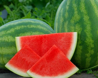 May include: A close-up of ripe watermelons. Two whole watermelons with green and dark green striped rinds are next to three watermelon slices. The slices have bright red flesh and a white rind.