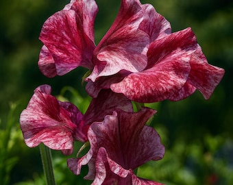 Theia Bella Sweet Pea (50) Seeds: Fragrant Climbing Flower