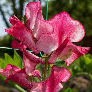 May include: Close-up of vibrant pink sweet pea flowers with ruffled petals and white accents. The flowers are in full bloom, showcasing their delicate texture and intricate details. The image captures the beauty of the sweet pea plant.