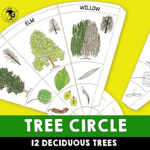 May include: A colorful wheel chart with illustrations of 12 deciduous trees, including willow, elm, poplar, and more. The chart is titled "Tree Circle" and "12 Deciduous Trees".