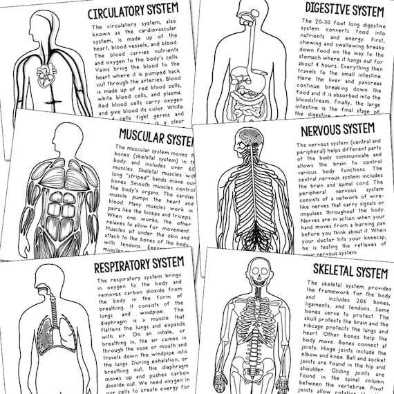 Circulatory System Coloring Pages - Il 570xN.4634351196 Qpdq 